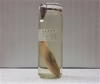 藏品(紅衣齒花鱸)的圖片
